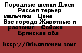 Породные щенки Джек Рассел терьер-мальчики › Цена ­ 40 000 - Все города Животные и растения » Собаки   . Брянская обл.